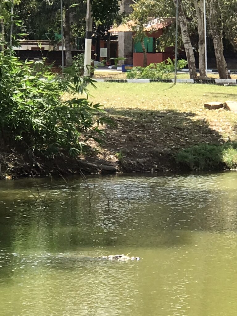 A crocodile in Anuradhapura