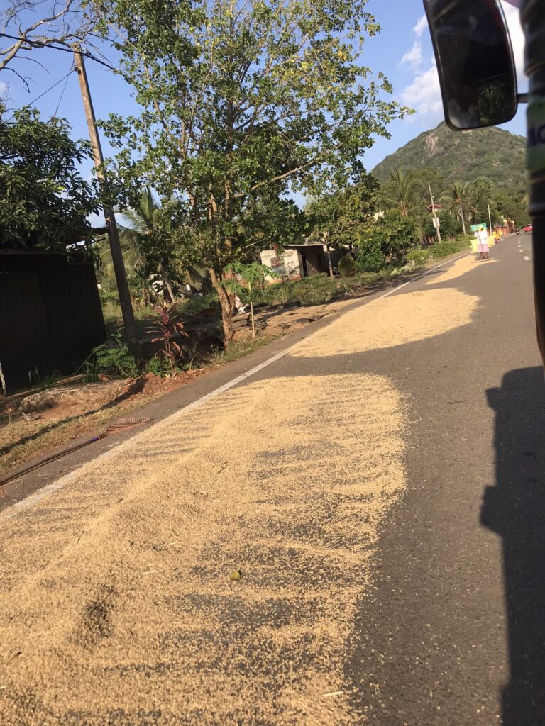 Rice drying on the road near Mihintale