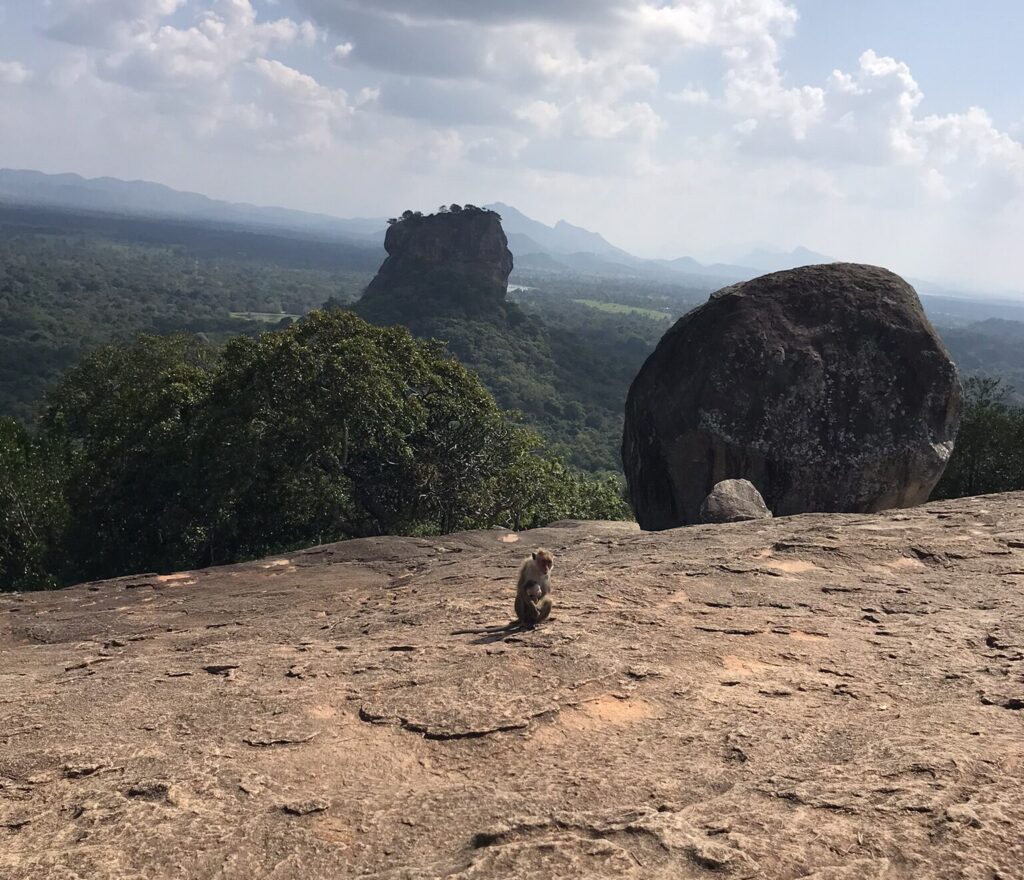 A monkey on Pidurangala Rock in Sri Lanka