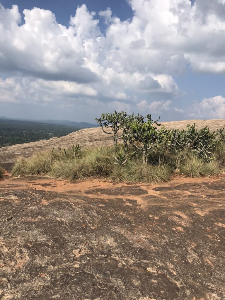 Vegetation on Pidurangala Rock in Sri Lanka