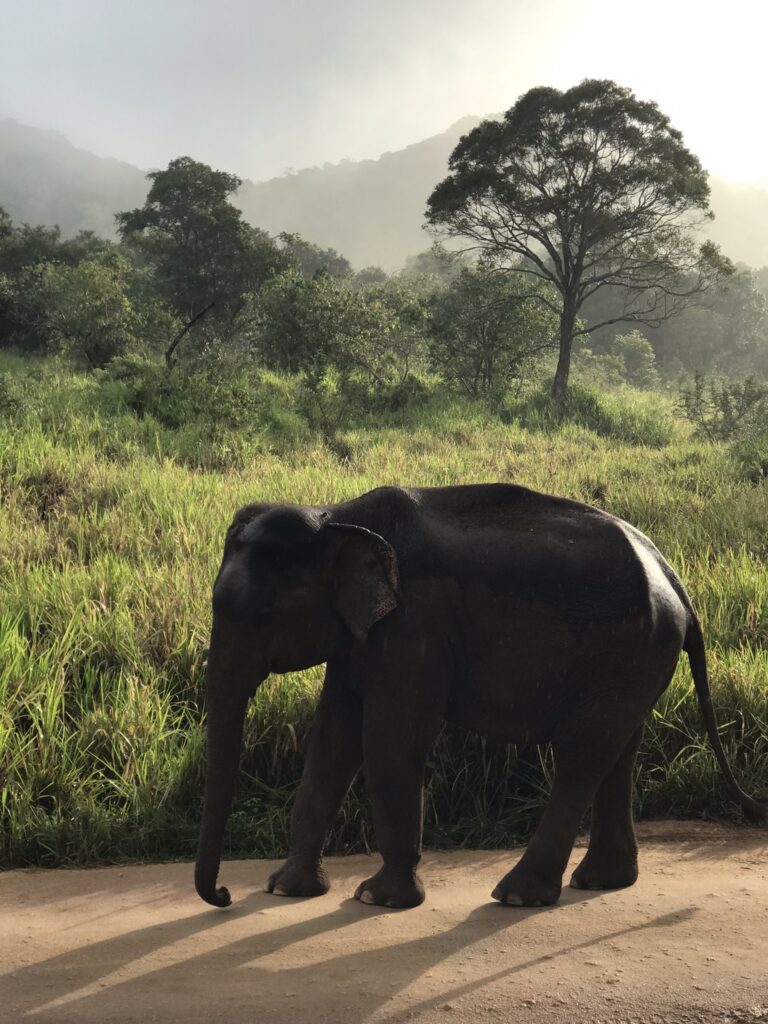A Sri Lankan elephant