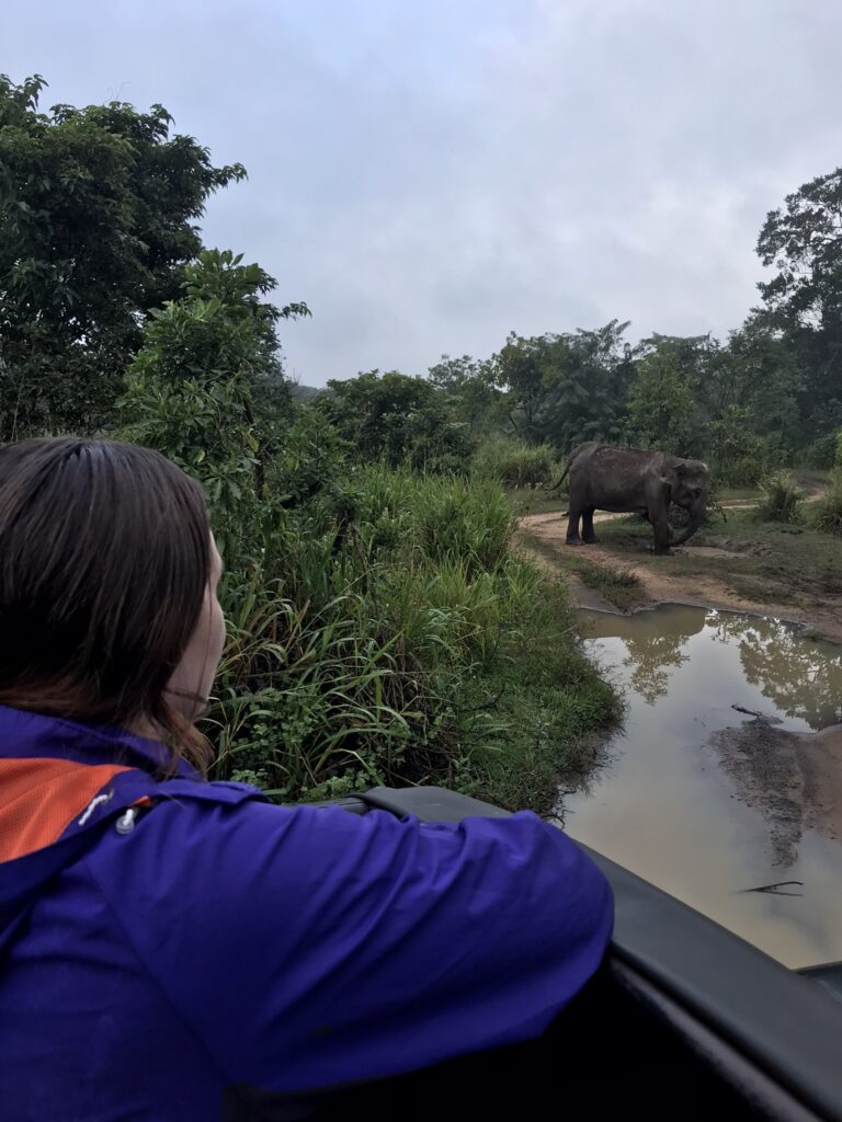 An elephant bathing in mud
