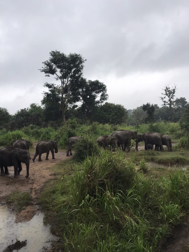 Sri Lankan elephants in Hurulu Eco Park