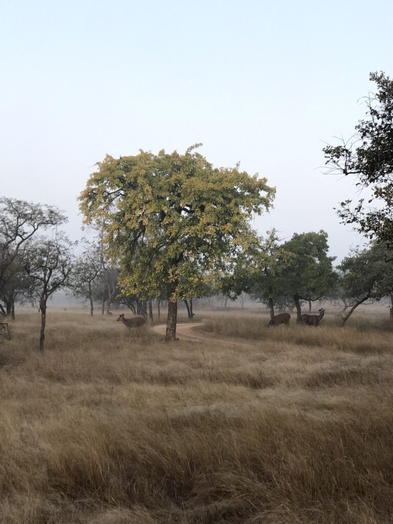 Deer in Panna national park