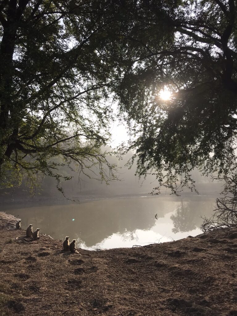 Panna National Park in Madhya Pradesh