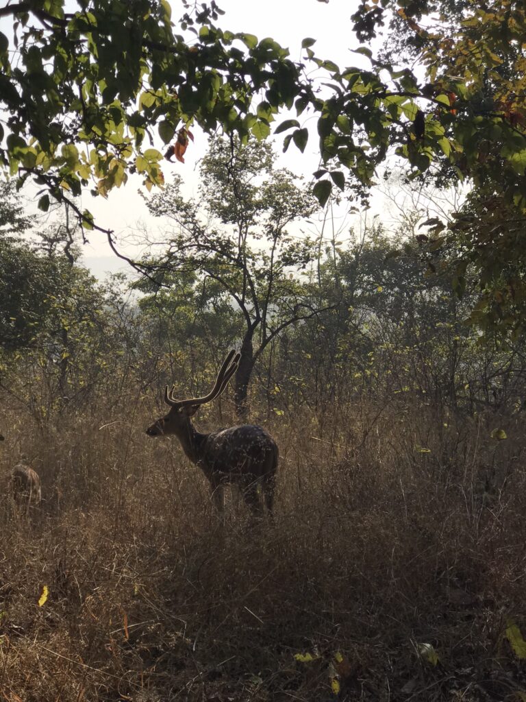 A stag in Panna National Park
