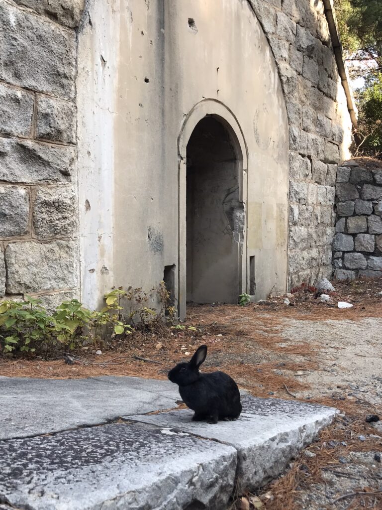 A rabbit on Okunoshima island in Japan
