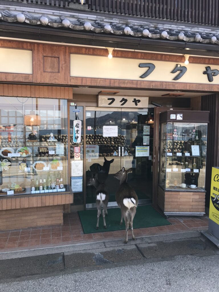 Miyajima deer in Japan