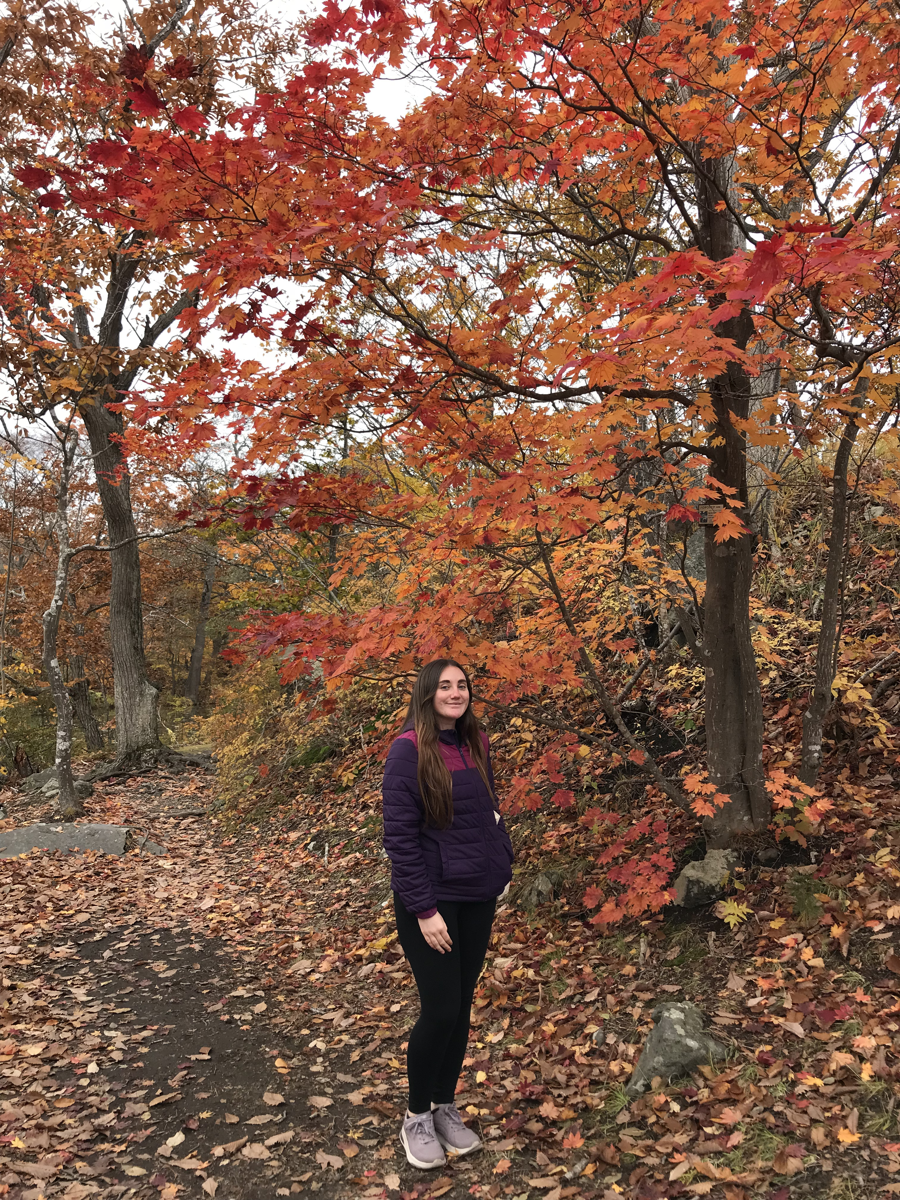 Autumn leaves in Onuma quasi national park