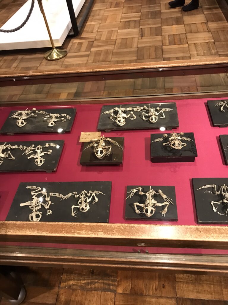 Kanto travel at the Intermediatheque in Tokyo