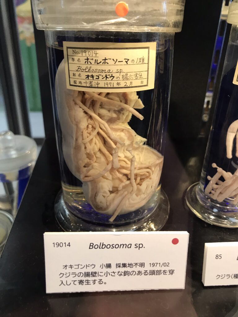 A specimen at Meguro Parasitological Museum in Tokyo