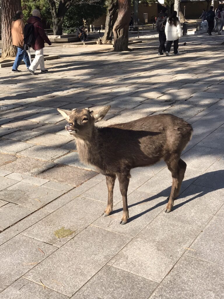 A deer in Nara