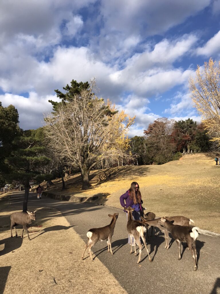 Deer in Nara Park