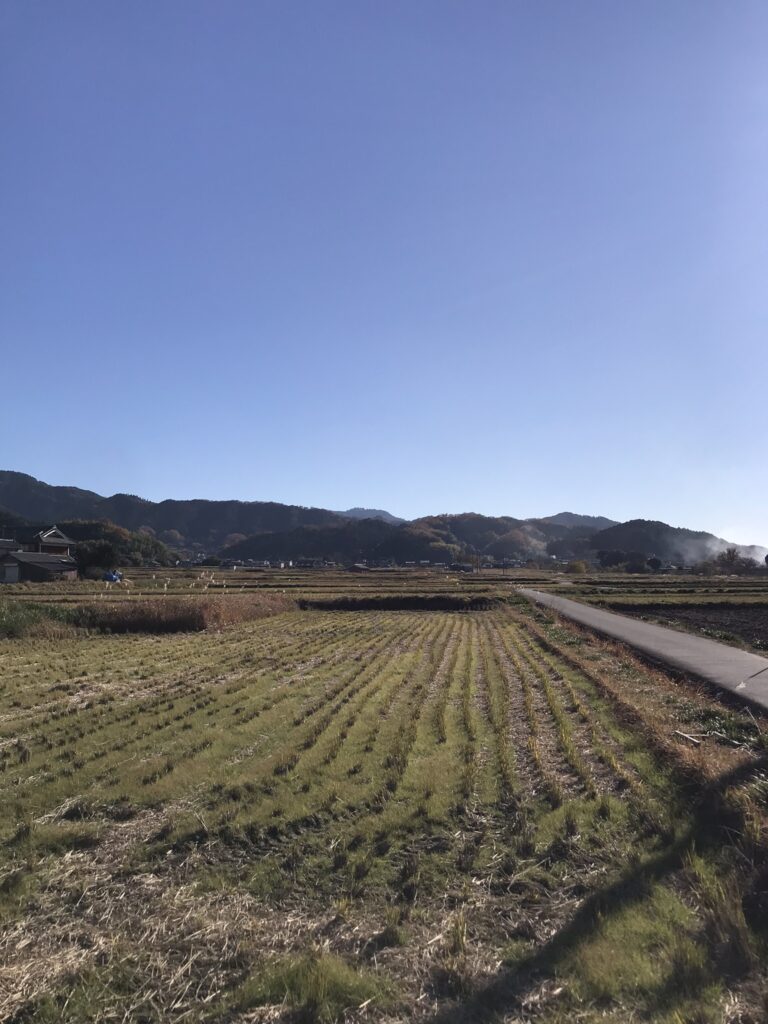 A rice field in Asuka in Kansai