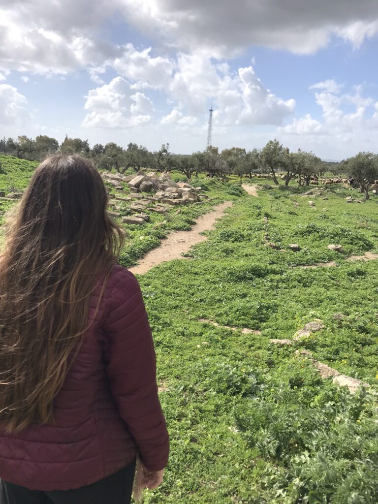 A distant flock of sheep at Umm Qais