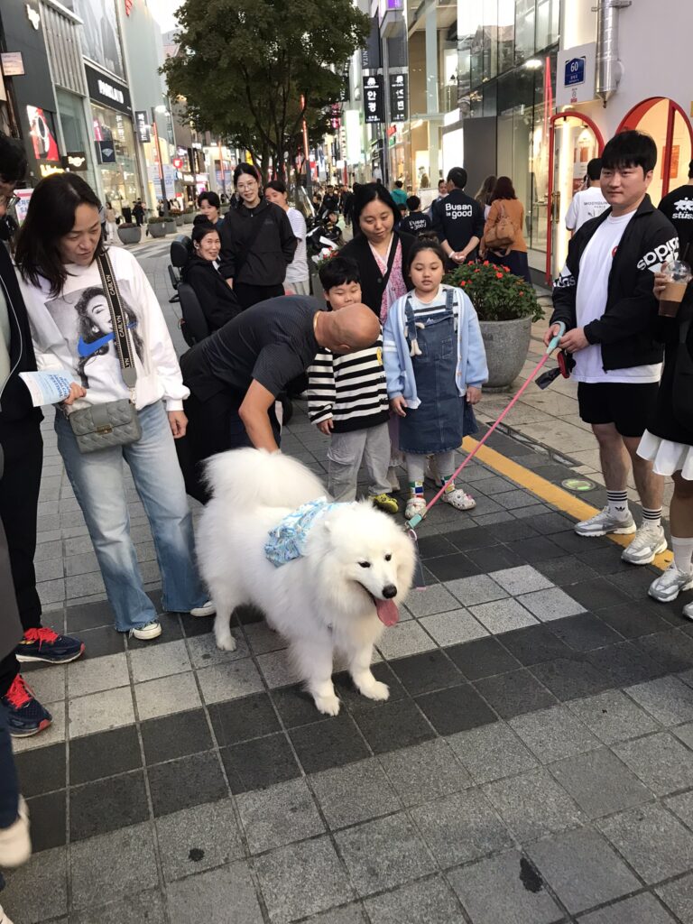 A dog on Gwangbok-ro in Busan