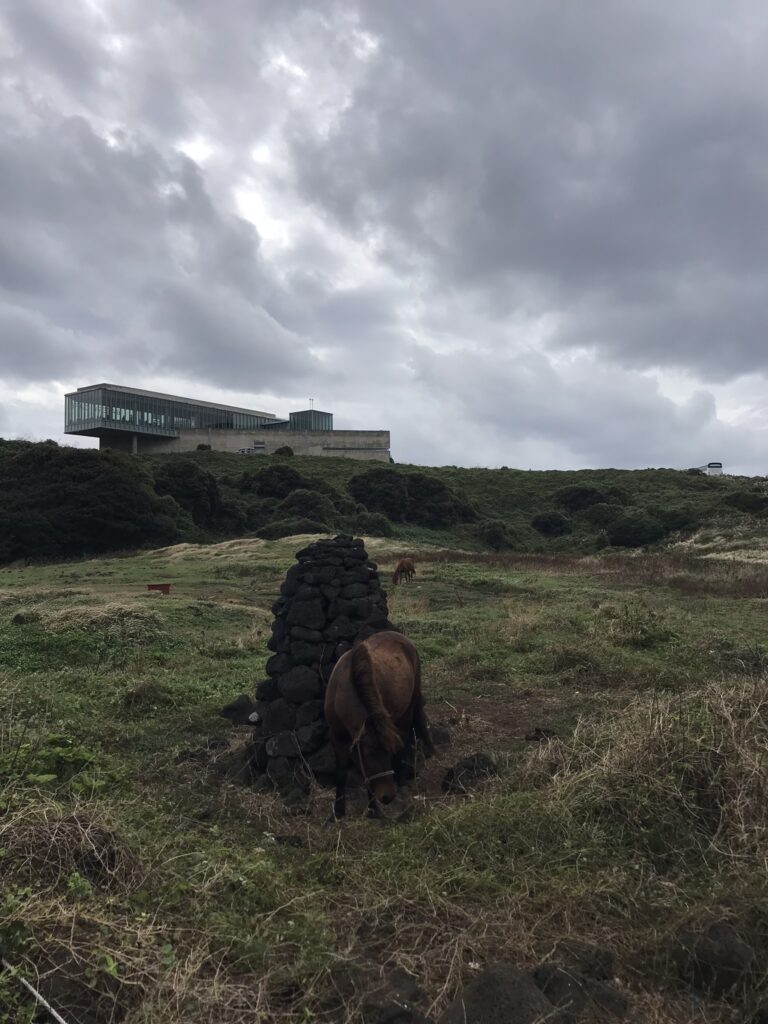 Horses on Jeju