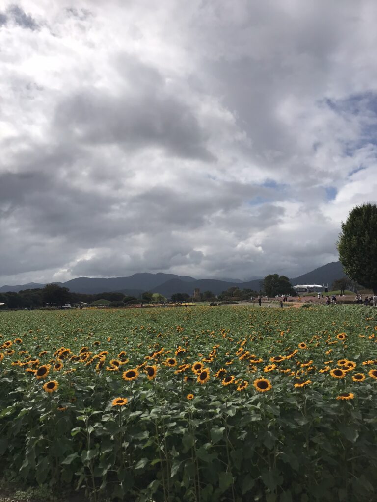 Flowers in Gyeongju