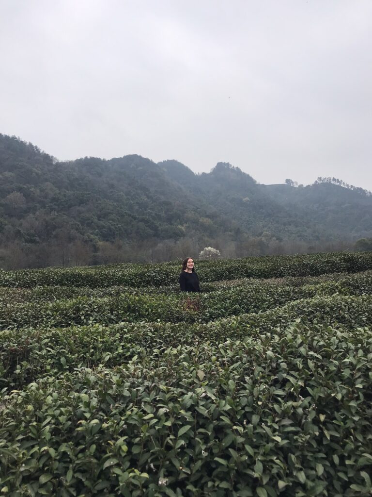 Longjin tea plantations in Hangzhou